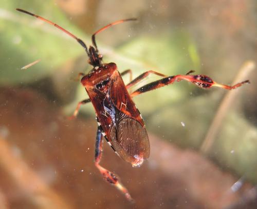 Réf. 269 793 : Leptoglossus occidentalis